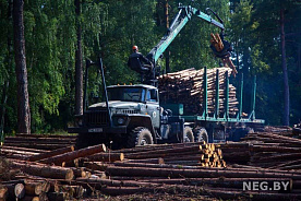 Лесной бизнес: драйверы роста